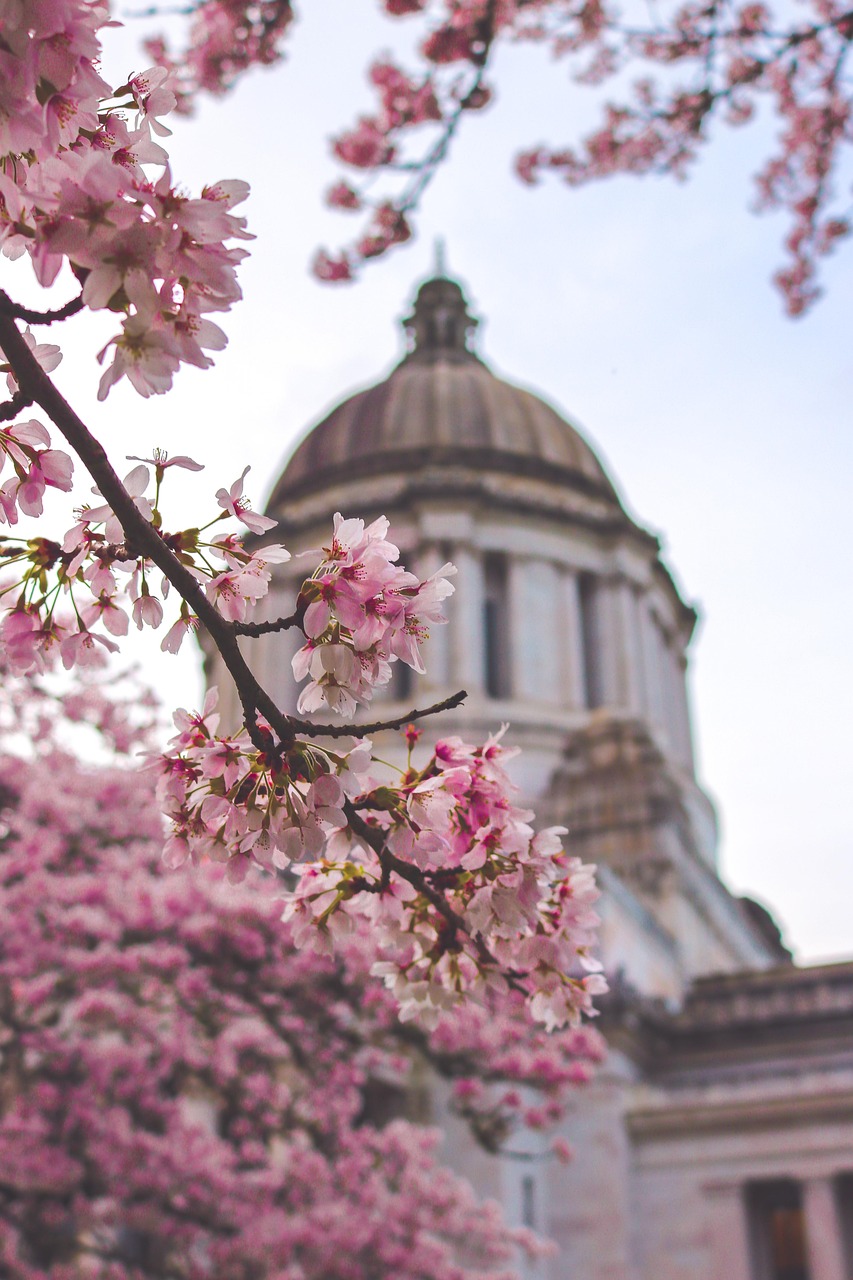 washington state, capitol building, pink flowers, spring, nature, usa, monument, landmark, architecture, bloom, blossom
